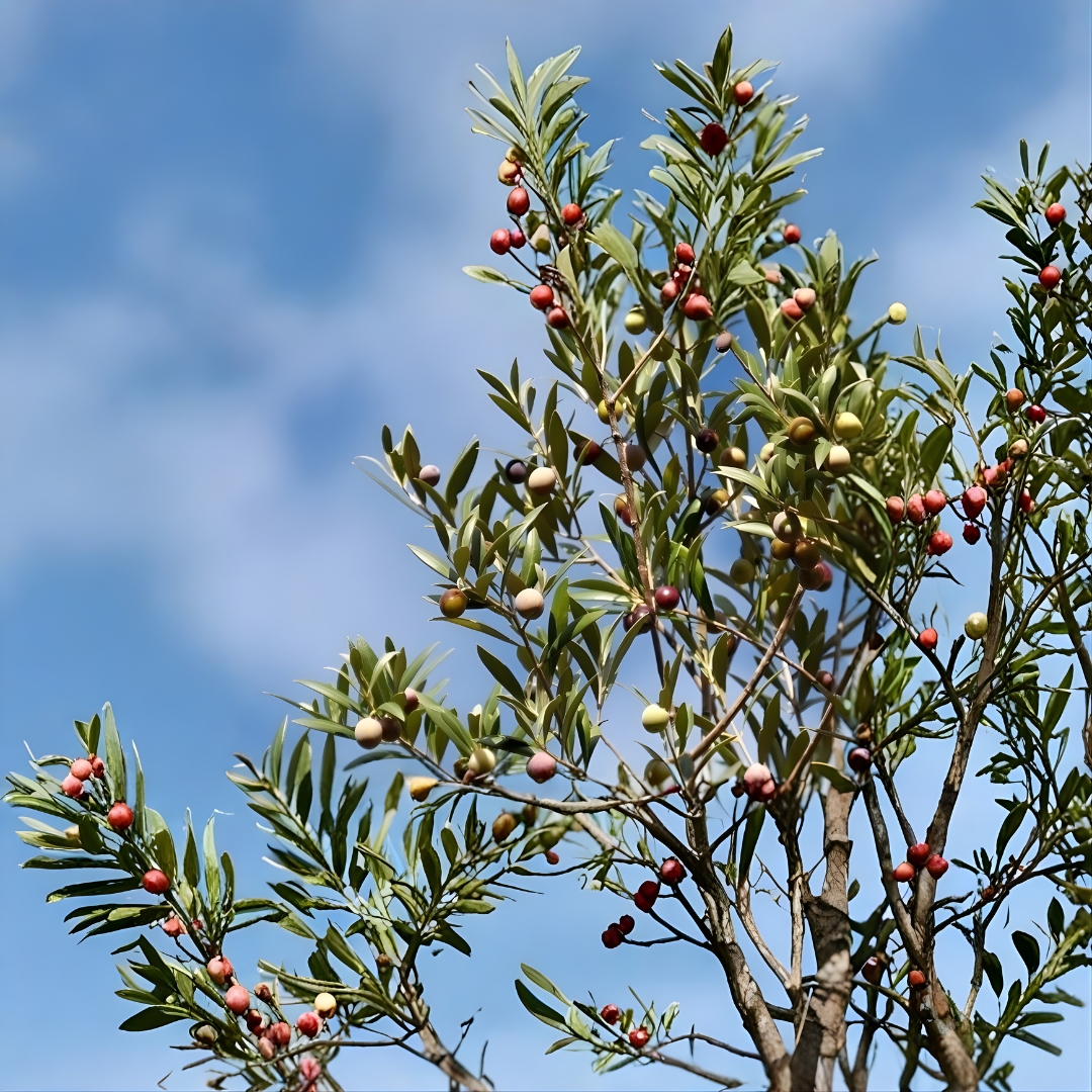 Ντόπια Ατσιχώλου